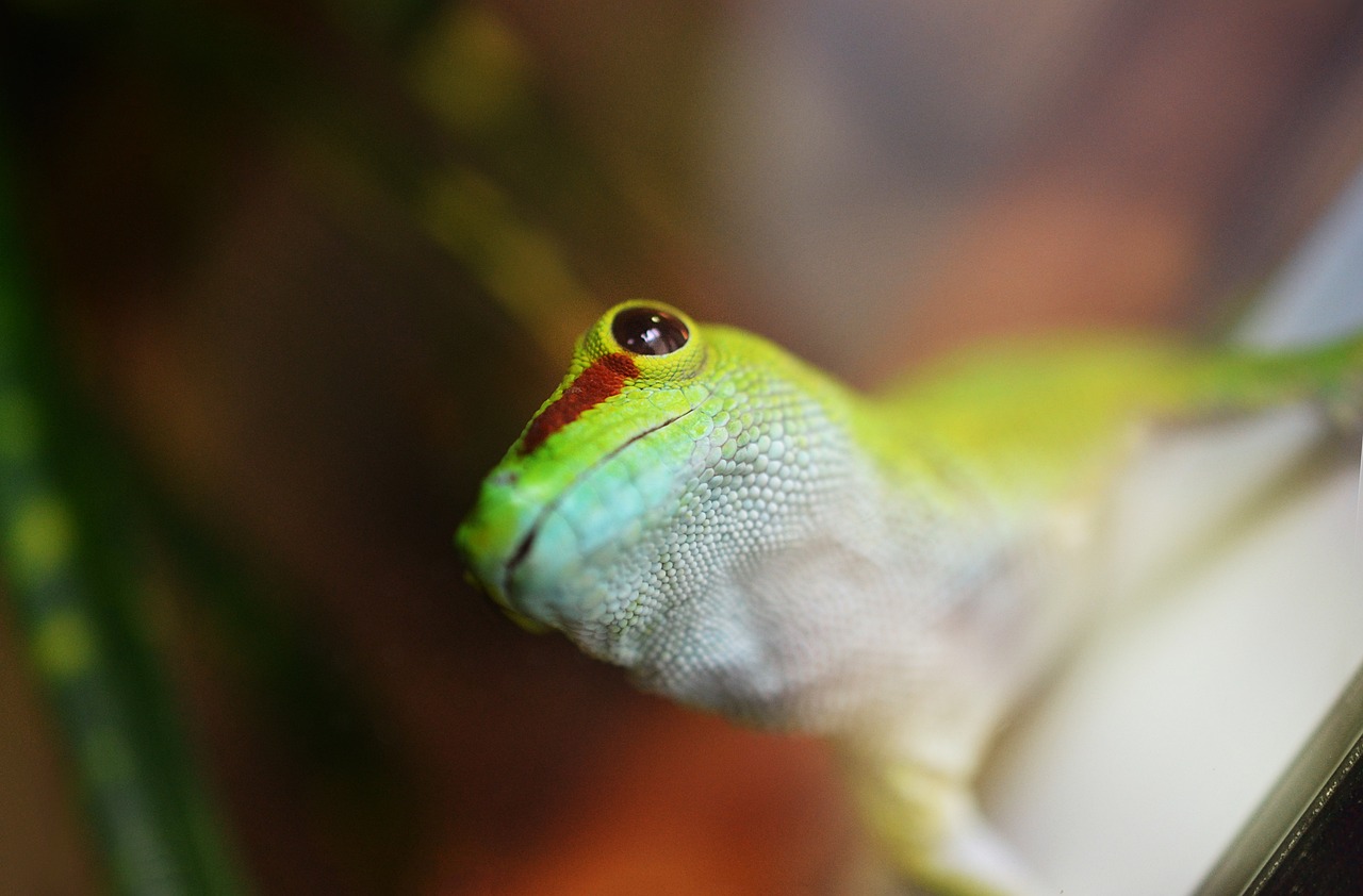 gecko, animal, reptile-517665.jpg
