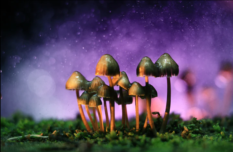 Legal Magic Mushrooms For sale near Richardson