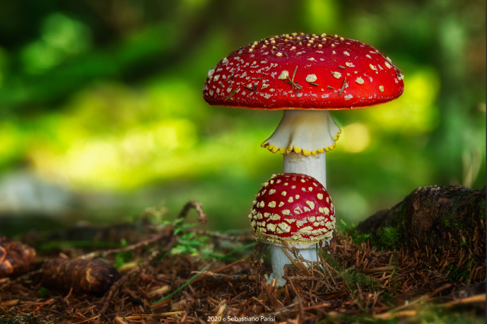 Magic Mushrooms near Arlington, [State]