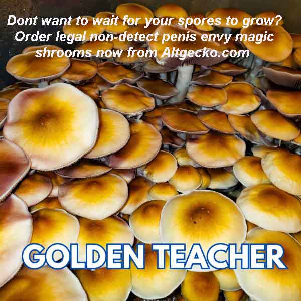 Golden Teacher Spores 