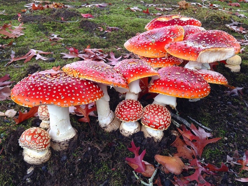 Amanita Muscari Mushrooms: History, Effects, and Modern Uses